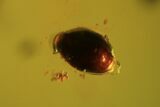 Detailed Fossil Beetle (Coleoptera) & Flies (Diptera) In Baltic Amber #102757-4